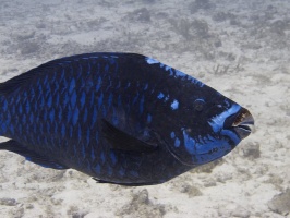 IMG 3339 Midnight Parrotfish